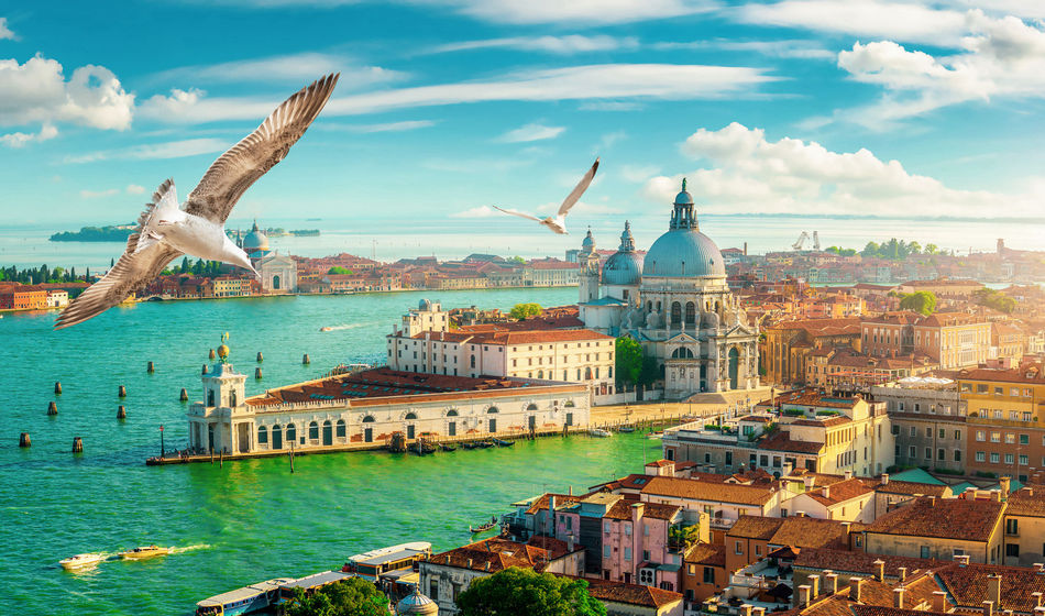 birds, seagulls, Venice, Venezia, Italy