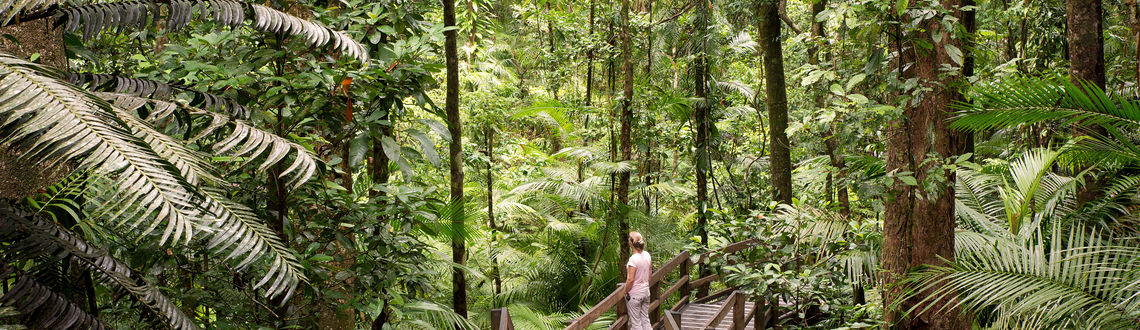 Daintree National Park, Queensland Australia, forests in Australia, australian forests, forests in Pacific, Pacific forests