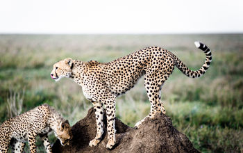 Kichakani Camp, Serengeti National Park, Tanzania