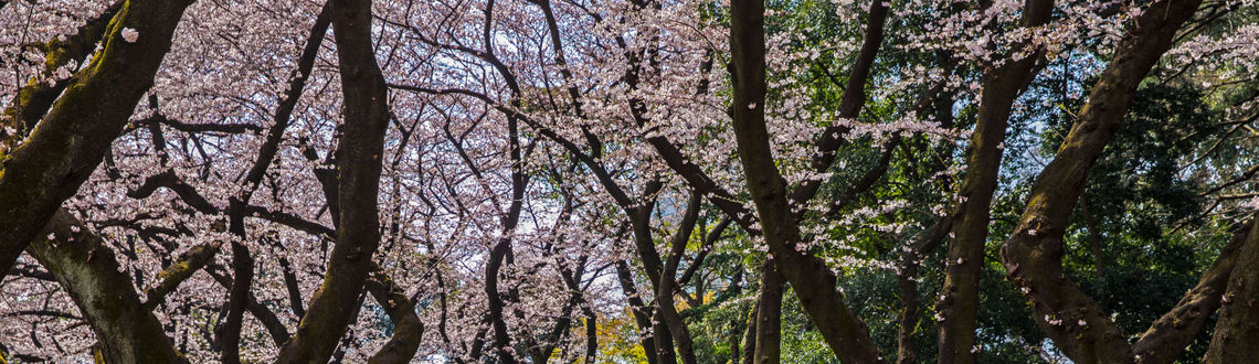 Tokyo, cherry trees, cherry blossoms, Yoyogi Park, G Adventures, japan