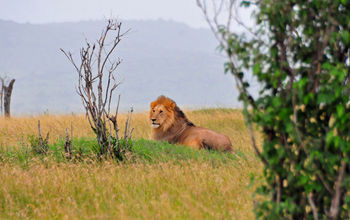 African Safari: Kenya and Tanzania