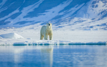 Polar bears in the arctic, Svalbard.