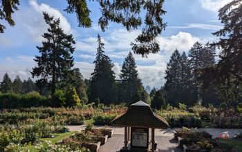 International Rose Test Garden, Portland, Oregon