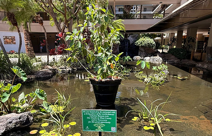 Lahaina Banyan tree at Marriott Ocean Club Maui Lahaina Banyan tree at Marriott Ocean Club Maui