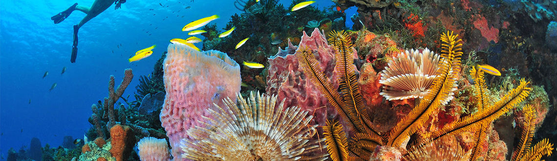 Martinique Diving © R.Pakiela