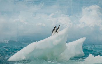 Adelies on an ice floe