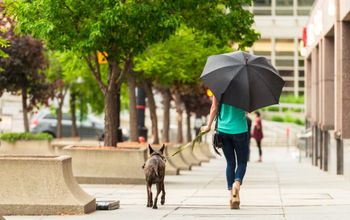 Woman walking her dog in Salt Lake City, Utah