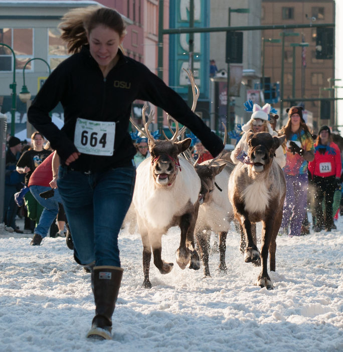 Reindeer, Fur Rondy, Anchorage
