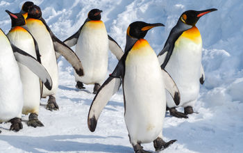 A group of Emperor penguins walking on the snow.