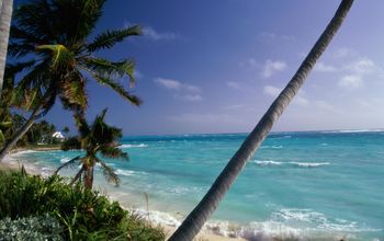 Palm trees on a beach, Hope Town, Abaco Islands, Bahamas