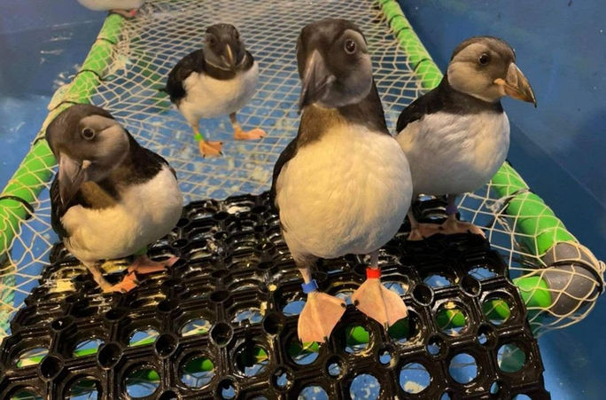 The new grant funding will fund a bird rescue quarantine area at SEA LIFE TRUST sanctuary in Iceland. The new grant funding will fund a bird rescue quarantine area at SEA LIFE TRUST sanctuary in Iceland.