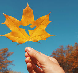 autumn travel, airplane, maple leaf, air travel, fall travel
