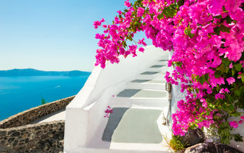 Flowers in Santorini, Greece